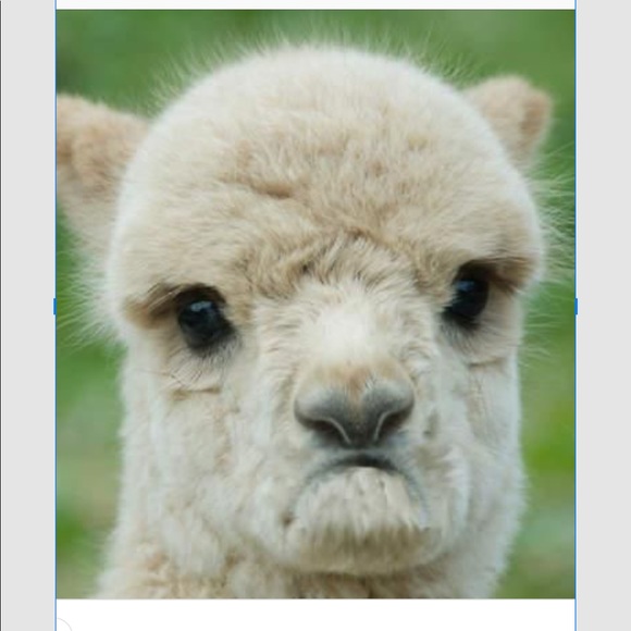 Meet your Posher, Rosa - Picture 1 of 1